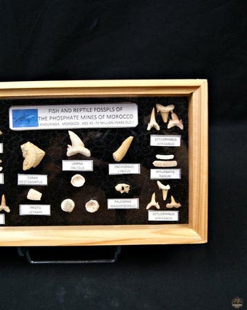Requin - Dent fossile - 25 cm (Sans prix de réserve)