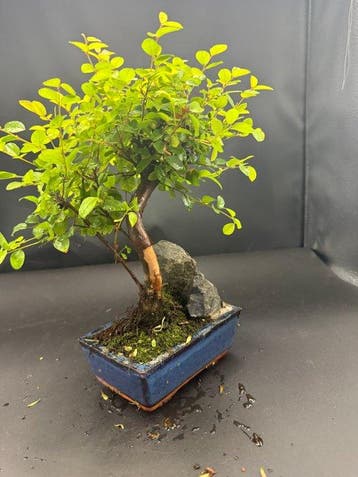 Sageretia bonsai (Sageretia theezans) - Hoogte (boom): 24 cm