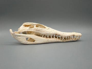 Nijlkrokodil Schedel - Crocodylus niloticus - 6 cm - 10 cm -, Verzamelen, Nieuw