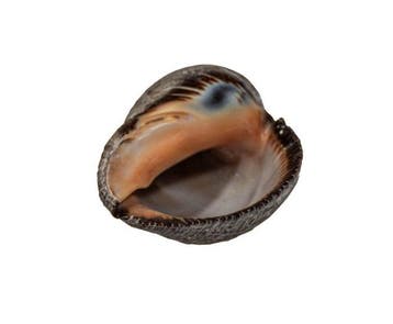 Klassiekers in de malakologie: robuuste schelp van Purpura