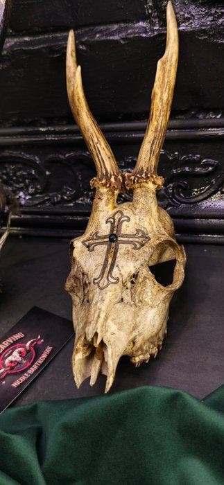 Ree Gesneden schedel - Caproleus caproleus - 25 cm - 11 cm -, Nieuw