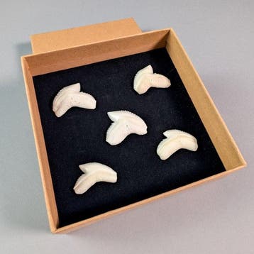 Ensemble de 5 dents de requin-tigre Os - Galeocerdo cuvier -, Verzamelen, Dierenverzamelingen, Nieuw