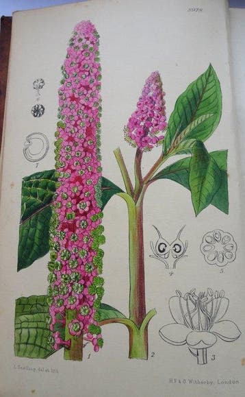Stapfs, Otto - Curtiss Botanical Magazine, vol. 149 - 1923