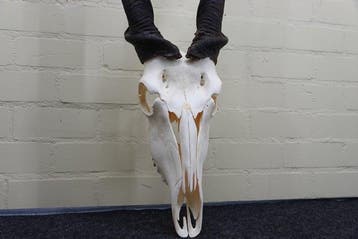 Antilope africaine Crâne - Common Eland - Taurotragus oryx -, Nieuw