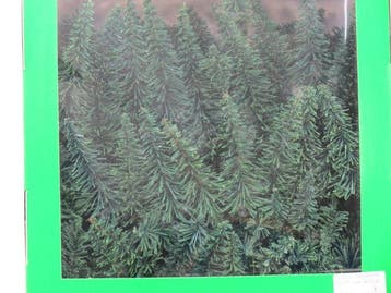 Jordan 60G Tannenwald sort 4-12cm 100st (Bomen en struiken), Ophalen of Verzenden, Nieuw