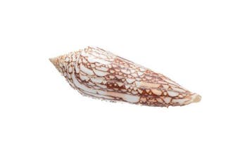 Conasprella milneedwardsi clytospira | Megaslak - Zeldzaam, Nieuw