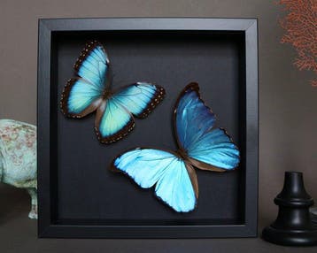 Vlinder Taxidermie volledige montage - Morpho didius x