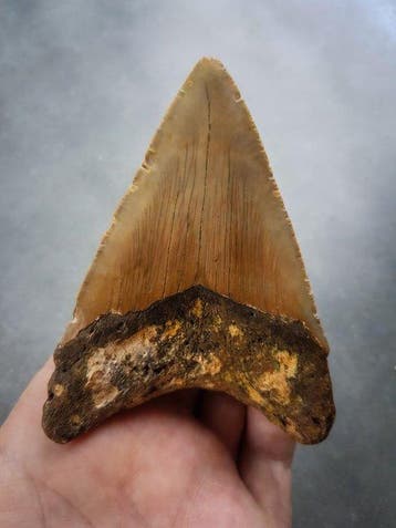 Megalodon - Fossiele tand - 100 mm - 70 mm, Verzamelen
