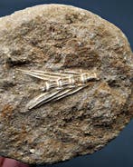 Squelette dun poisson à dents de sabre - Os de vertèbre, Collections