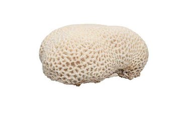 Gros corail cérébral authentique (environ 2,9 kg) – objet de
