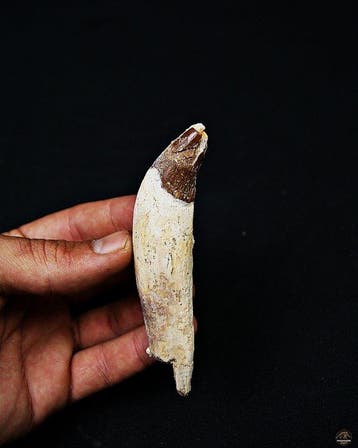 Basilosaurus (primitieve walvis) - Fossiele kies - Colmillo