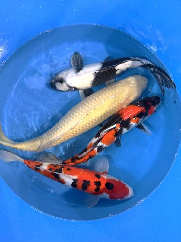 Hirasawa Marusei 45-55cm (Japanse Koi), Jardin & Terrasse, Étangs, Enlèvement ou Envoi