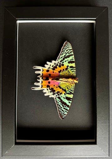 Vlinder Taxidermie volledige montage - Urania Ripheus - Rare, Nieuw