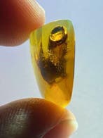 Amber - Barnsteen - Sphecidaes Hive - 15.1 mm - 14.9 mm