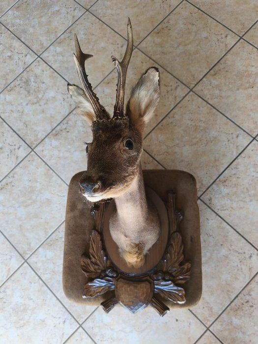 Hert Taxidermie wandmontage - Cervo - 10 cm - 5 cm - 5 cm, Collections, Collections Animaux