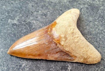 Megalodon - Fossiele tand - Otodus (Carcharocles) megalodon