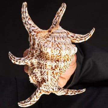 Lambis-schelp - De “spinnenconch” - Harpago Chiragra, Nieuw