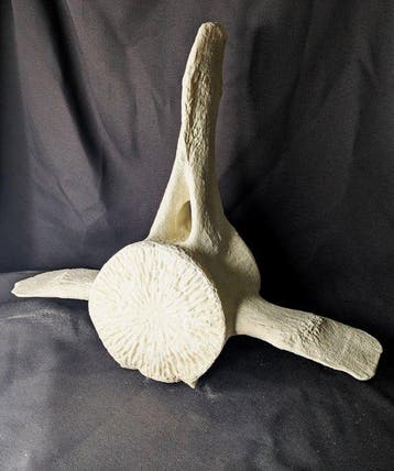 Walwervel Bot - (Cetacea) - Museum Grade Replica - 50 cm -