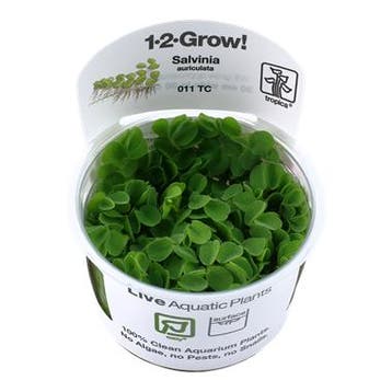 Tropica Salvinia Minima (auriculata) 1-2-grow! (easy), Verzenden