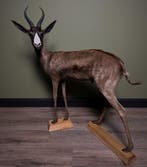 Springbok Zwart Taxidermie Opgezette Dieren By Max, Ophalen of Verzenden, Opgezet dier