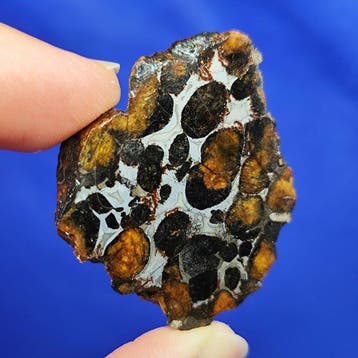 -endcut- PALLASITE Meteoriet. SERICHO (Kenya, 2016)