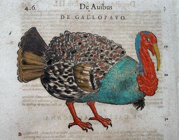 Conrad Gesner - Vogelbuch - 1617