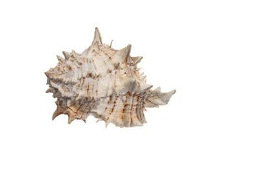 Murex tribulus - Caltrop Murex - Uitzonderlijk
