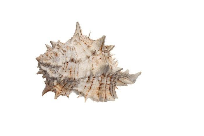Murex tribulus - Caltrop Murex - Uitzonderlijk, Antiquités & Art, Curiosités & Brocante