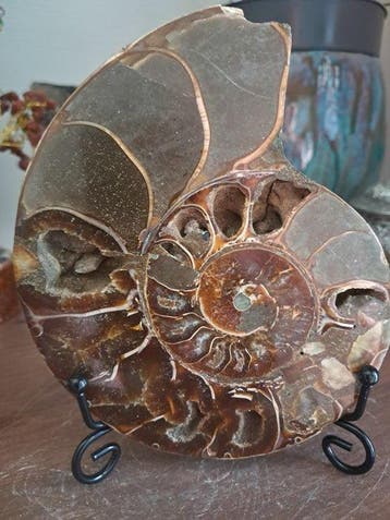Ammonite - Animal fossilisé - Aioloceras (Cleoniceras) sp. -