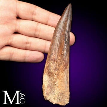 Spinosaurus Fossiel Tand – Krijtperiode-roofdier - -