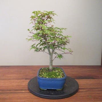 Acer palmatum deshojyo - Hauteur (arbre) : 38 cm -