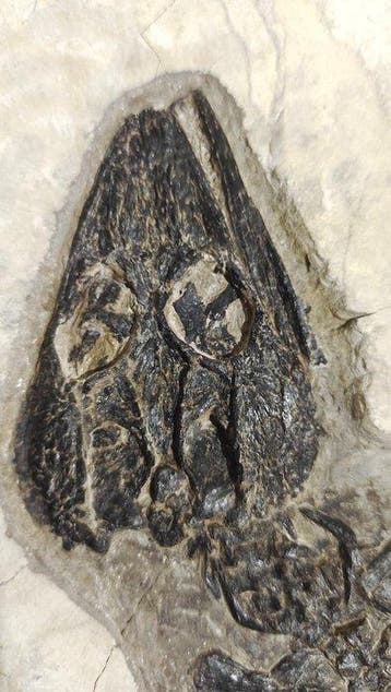 Gefossiliseerd dier - Exquisite Cretaceous Monjurosuchus, Verzamelen