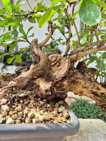 Bonsai of Granaatappel - Hoogte (boom): 34 cm - Diepte