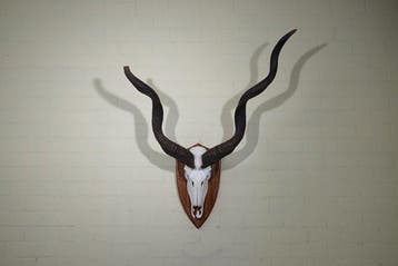 Grand koudou Crâne - Tragelaphus strepsiceros - 50 cm - 120, Verzamelen, Nieuw
