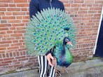 Beeld, XL Garden Peacock - New - 63 cm - Metaal