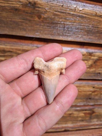 Haai - Fossiele tand - Otodus Obliquus (Zonder minimumprijs)