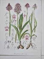 Barla,Jean Baptiste (1817-1896) - Lot of 8 plates Flore