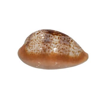 Mediterrane Kostbaarheden: Achatschnecke / Kauri