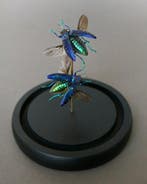 Kevel Taxidermie volledige montage - Polybothris somptuosa