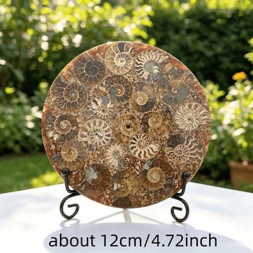 Ammonietfossiel - Gefossiliseerd dier - Ammonoidea - 10 cm -