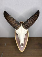 Mouflon Crâne de mammifère - Ovis gmelini - 40 cm - 30 cm -