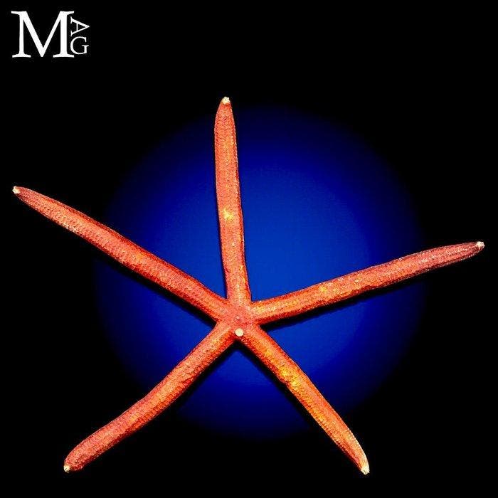 Grote vijfarmige roodachtige zeester - Symmetrie met lange, Verzamelen, Dierenverzamelingen