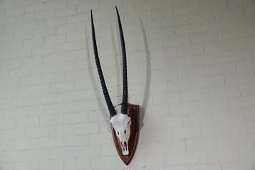 Gemsbok schedel Schedel van een zoogdier - Oryx gazella - 35, Verzamelen, Dierenverzamelingen, Nieuw