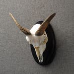 Moeflon Schedel Taxidermie Opgezette Dieren By Max, Ophalen of Verzenden, Nieuw, Wild dier, Opgezet dier