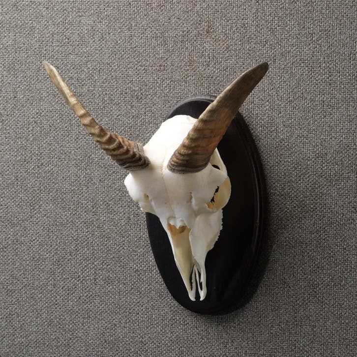 Moeflon Schedel Taxidermie Opgezette Dieren By Max, Verzamelen, Dierenverzamelingen, Opgezet dier, Nieuw, Wild dier, Ophalen of Verzenden