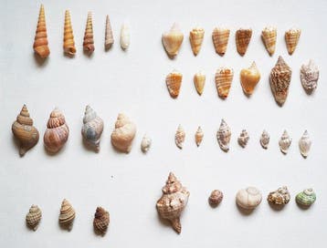 Zeeslak Schelpdier - Mollusca (Zonder minimumprijs), Verzamelen, Nieuw