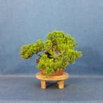 Jeneverbes bonsai (Juniperus) - Hoogte (boom): 12 cm -