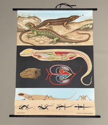 Hagemann, Düsseldorf - lézard - Jung Koch Quentell - Carte