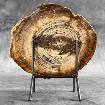Prachtige schijf versteend hout op een op maat gemaakte