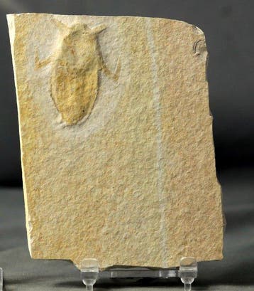 Un insecte fossile finement préservé - Animal fossilisé -, Verzamelen